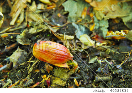 発芽 どんぐりの発芽 発芽 どんぐりの発芽 40585355