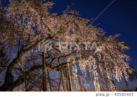 愛知県岡崎市奥山田のしだれ桜の写真素材