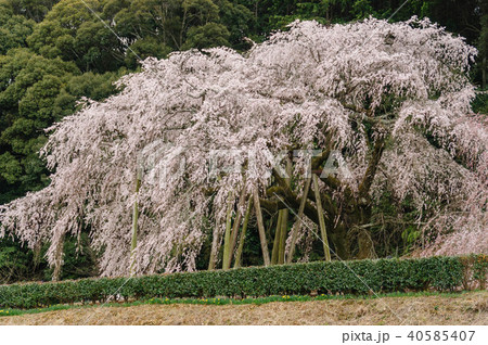 愛知県岡崎市奥山田のしだれ桜 40585407