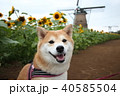 笑顔の柴犬とひまわりと風車（佐倉ふるさと広場） 40585504