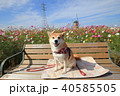 笑顔の柴犬とコスモス畑（佐倉ふるさと広場） 40585505