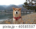 柴犬と嵐山の渡月橋 40585507