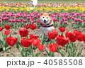 笑顔の柴犬とチューリップ畑（佐倉ふるさと広場） 40585508