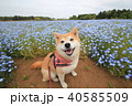 笑顔の柴犬とネモフィラ畑（富田さとにわ耕園） 40585509