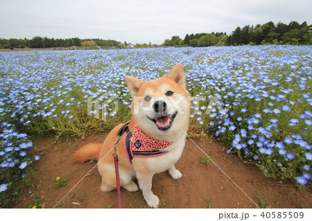 笑顔の柴犬とネモフィラ畑（富田さとにわ耕園） 40585509
