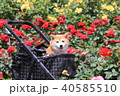 赤いバラと笑顔の柴犬（谷津バラ園） 40585510