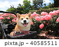 笑顔の柴犬とピンクのバラ（谷津バラ園）２ 40585511