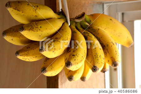 バショウ、植物のある風景 40586086