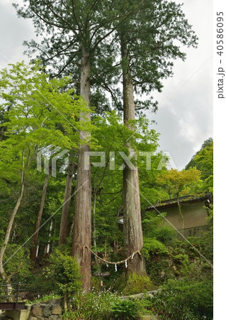 兵庫県丹波市の観光スポット、独鈷の滝の途中の夫婦木。 兵庫県丹波市の観光スポット、独鈷の滝の途中の夫婦木。 40586095