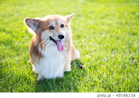 corgi fluffy portrait 40586238
