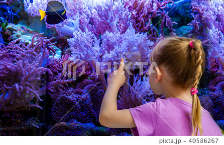 Little girl watching fish and corals in the aquarium 40586267