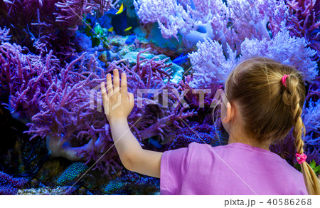 Little girl watching fish and corals in the aquarium Little girl watching fish and corals in the aquarium 40586268