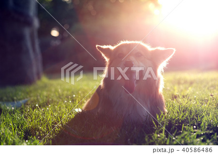 corgi fluffy portrait corgi fluffy portrait 40586486