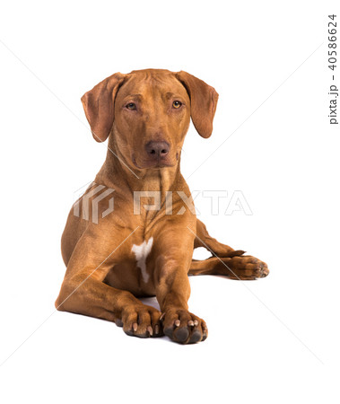 Pretty rhodesian ridgeback dog lying on the floor Pretty rhodesian ridgeback dog lying on the floor 40586624