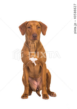 Pretty rhodesian ridgeback dog sitting Pretty rhodesian ridgeback dog sitting 40586627