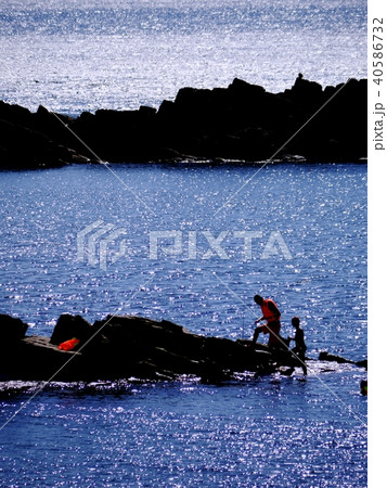 海の親子 海の親子 40586732