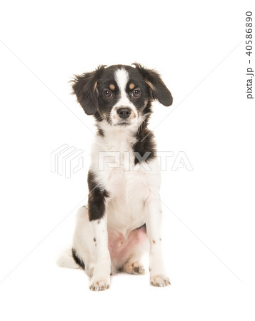 Mixed breed cute black and white puppy dog sitting 40586890