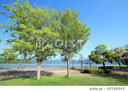 初夏の東郷池 40586943