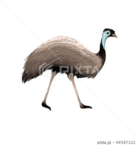 Australian vector animal Australian vector animal 40587122