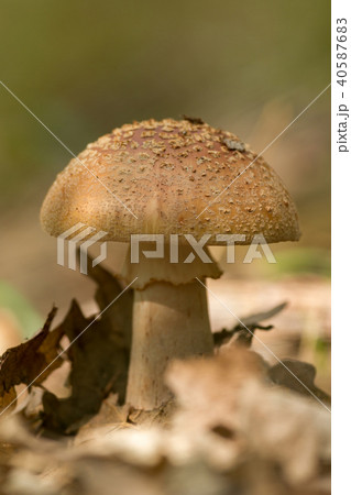 Nice blusher mushroom in a autumn forest Nice blusher mushroom in a autumn forest 40587683