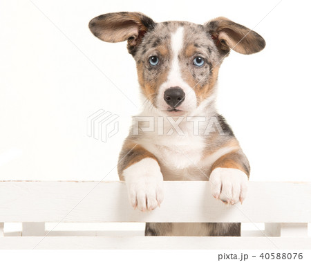Cute welsh corgi puppy hanging over an white crate Cute welsh corgi puppy hanging over an white crate 40588076