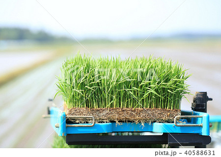 田植えの苗 イメージの写真素材