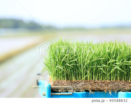 田植えの苗 イメージ 40588632