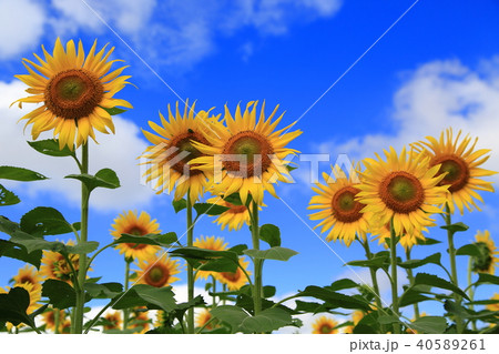 清瀬ひまわり 清瀬ひまわり 40589261
