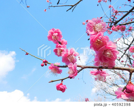 梅の花  唐梅  トウバイ 40592398