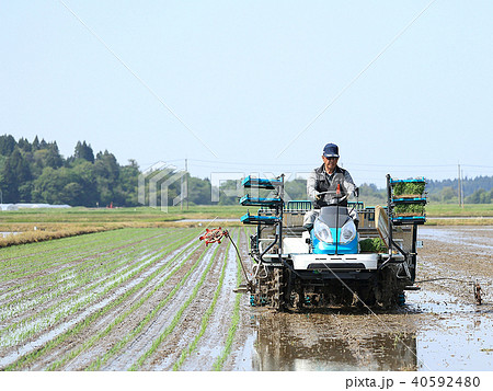 田植え機で田植えをする男性 イメージ 田植え機で田植えをする男性 イメージ 40592480