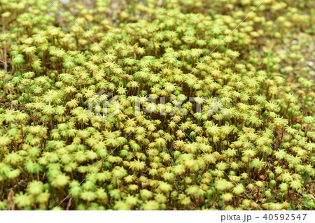 ゼニゴケの群生 ゼニゴケの群生 40592547