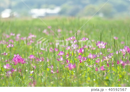 レンゲ畑 レンゲ畑 40592567