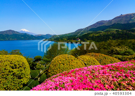 (神奈川県)ツツジ咲く恩賜箱根公園から望む富士山 (神奈川県)ツツジ咲く恩賜箱根公園から望む富士山 40593304
