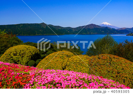 （神奈川県）ツツジ咲く恩賜箱根公園から望む富士山 40593305