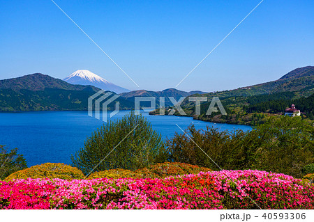(神奈川県)ツツジ咲く恩賜箱根公園から望む富士山 (神奈川県)ツツジ咲く恩賜箱根公園から望む富士山 40593306