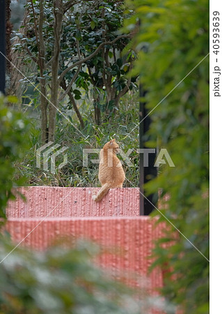 猫の背中 40593639