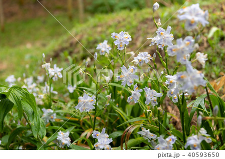 雨のシャガ 群生 雨のシャガ 群生 40593650