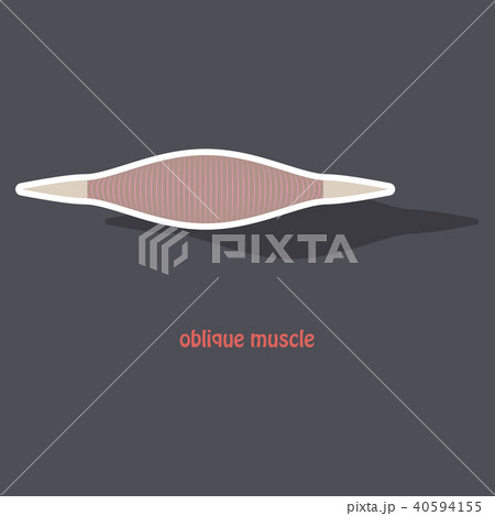Sticker External Oblique muscles of chest, thorax, Sticker External Oblique muscles of chest, thorax, 40594155