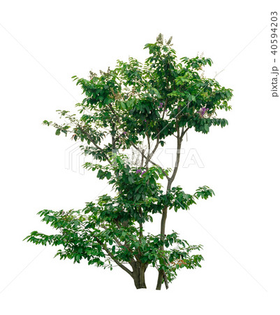tree of Isolated on white background tree of Isolated on white background 40594203