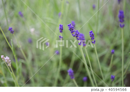 ガーデニング 40594566