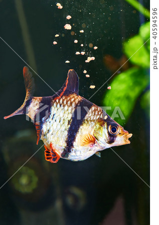 Barbus puntius tetrazona and siamese algae 40594596
