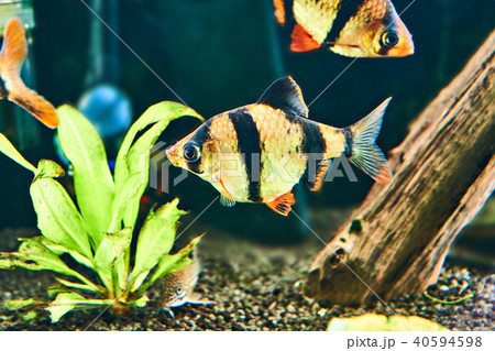 Barbus puntius tetrazona and siamese algae 40594598