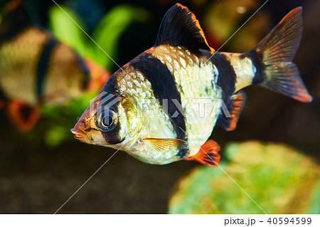 Barbus puntius tetrazona and siamese algae 40594599