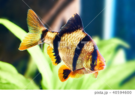 Barbus puntius tetrazona and siamese algae 40594600