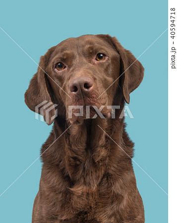 Chocolate brown labrador retriever portrait  40594718