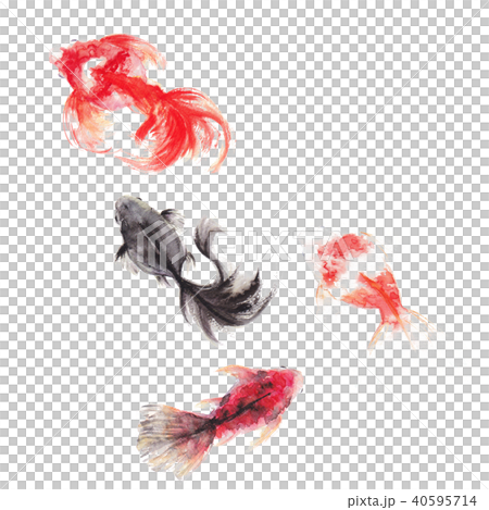 金魚/水彩画 40595714
