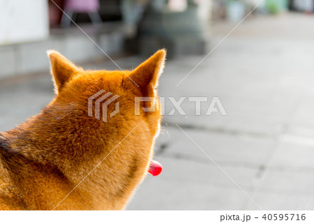 動物 動物学 背景 40595716