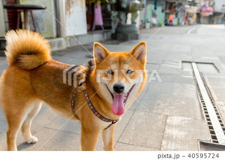 動物 動物学 背景 40595724