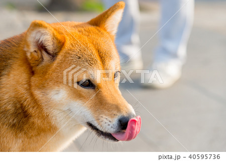 動物 動物学 背景 40595736