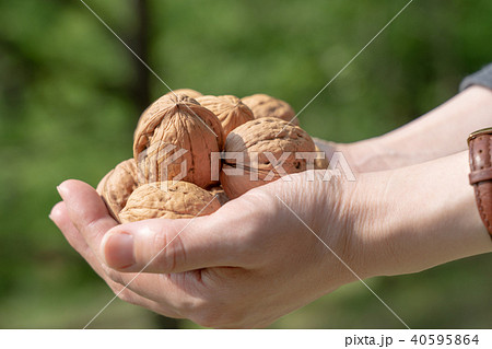 くるみ　シナノグルミ　持つ　両手 40595864